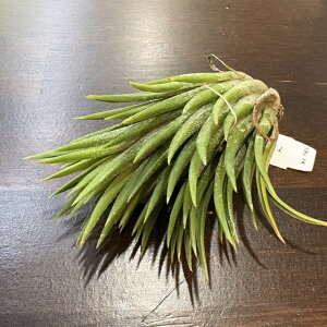 (i) `WA CIi^ s[` (No.22351) (GA[vc eBWA ϗtA  Ǌ| CeA ~j ^ ݂艺  ionantha peach)