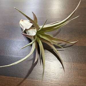 (i) `WA Js^[^ 'u' (No.21230) (GA[vc eBWA ϗtA  Ǌ| CeA ~j ^ ^ ݂艺  capitata 'Rubra')