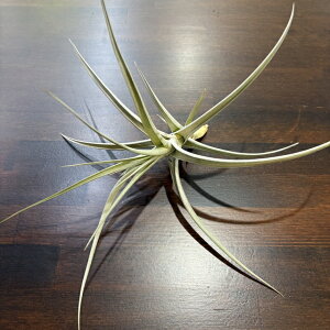 (i) `WA uNq[ (No.22052) (GA[vc eBWA ϗtA  Ǌ| CeA ~j ^ ^ ݂艺  uNGq[ buchlohii)