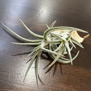 (i) `WA z('VbeBOveB' × CIi^ onCjM[ [Y) (No.21834) (GA[vc eBWA ϗtA Ǌ| ~j ^ ^ ݂艺  hybrid 'Sitting 