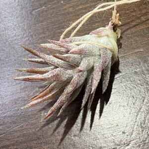 (i) `WA CIi^ onCjM[ (No.22214) (GA[vc eBWA ϗtA  Ǌ| CeA ~j ^ ݂艺  ionantha var. vanhyningii)