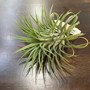 (i) `WA CIi^  oRN (No.22350) (GA[vc eBWA ϗtA  Ǌ| CeA ~j ^ ݂艺  ionantha ron bangkok)