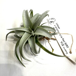 (i) `WA (beAG × XgvgtB bh 8262) (No.22293) (GA[vc eBWA ϗtA  Ǌ| CeA ~j ^ ^ ݂艺  lotteae × streptophylla