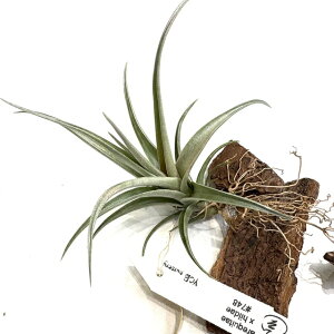 (i) `WA z(AL^G × q_G) (No.22227) (GA[vc eBWA ϗtA  Ǌ| CeA ~j ^ ݂艺  hybrid arequitae × hildae)