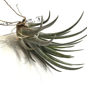 (i) `WA (`eVX × uLtB) (No.22294) (GA[vc eBWA ϗtA  Ǌ| CeA ~j ^ ^ ݂艺  chiletensis × brachyphylla hybrid ycbnurs
