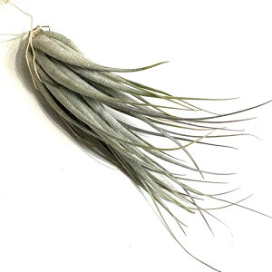 (i) `WA XgN^ sjtH~X (No.21882) (GA[vc eBWA ϗtA  Ǌ| CeA ~j ^ ݂艺  stricta var. piniformis)