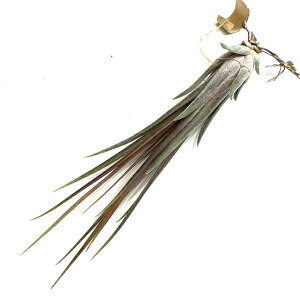 (i) `WA (NX}Xt[ × XEB[g`R[g) (No.22213) (GA[vc eBWA ϗtA  Ǌ| CeA ~j ^ ^ ݂艺  z hybrid C