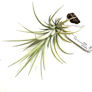 (i) `WA z(otV[ × CIi^ (RFI)) (No.22228) (GA[vc eBWA ϗtA  Ǌ| CeA ~j ^ ݂艺  hybrid barfussii × ionantha 'Ron'