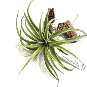 (i) `WA 'eBY CgW[' (No.22281) (GA[vc eBWA ϗtA  Ǌ| CeA ~j ^ ^ ݂艺  Timm's Royal Treasure CIi^ × 