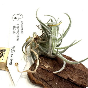 (i) `WA (`eVX × XvQAi) (No.22295) (GA[vc eBWA ϗtA  Ǌ| CeA ~j ^ ^ ݂艺  chiletensis × sprengeliana hybrid y