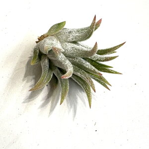 (i) `WA 'ACV[Gt' (No.22179) (GA[vc eBWA ϗtA  Ǌ| CeA ~j ^ ݂艺  'Icy Elf' CIi^ ACXGt ionantha)