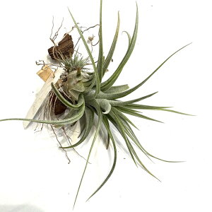 (i) `WA z('V[' × CIi^) (No.21833) (GA[vc eBWA ϗtA  Ǌ| CeA ~j ^ ^ ݂艺   seedling hybrid 'Lucille' × iona