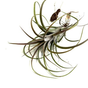 (i) `WA (hDQVX bhtH[ 4963 × CIi^ hCh) (No.22283) (GA[vc eBWA ϗtA  Ǌ| CeA ~j ^ ^ ݂艺 