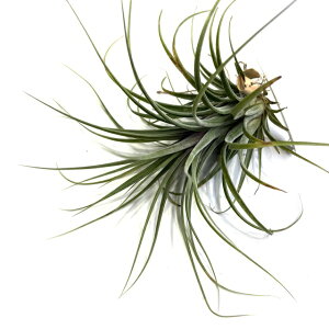 (i) `WA (AXs[V × CIi^ nhOl[h) (No.22285) (GA[vc eBWA ϗtA  Ǌ| CeA ~j ^ ^ ݂艺  Aspiration × 