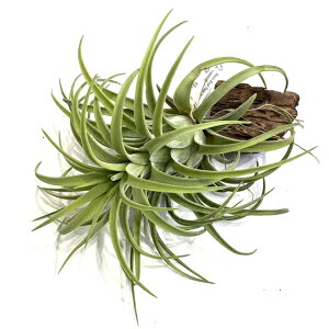 (i) `WA (eBYCgW[ × ZAi) (No.22291) (GA[vc eBWA ϗtA  Ǌ| CeA ~j ^ ^ ݂艺  Timm's Royal Treasure ×