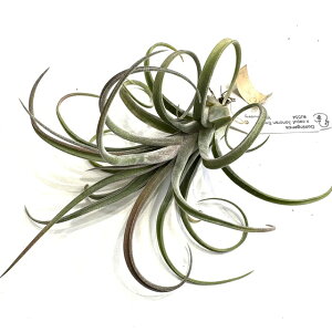 (i) `WA (h~QVX × Jvgf[T \mXm[) (No.22287) (GA[vc eBWA ϗtA  Ǌ| CeA ~j ^ ^ ݂艺  Domingensis