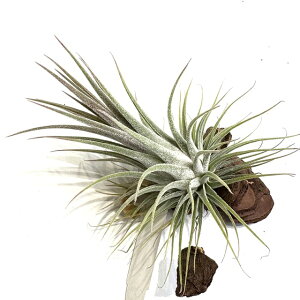 (i) `WA z(CIi^ tGS × G[VAi) (No.22225) (GA[vc eBWA ϗtA  Ǌ| CeA ~j ^ ݂艺  hybrid ionantha fFuegof ×