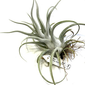 (i) `WA z(BC × Jvgf[T \mXm[) (No.22226) (GA[vc eBWA ϗtA  Ǌ| CeA ~j ^ ݂艺  hybrid Bea Correale × caput