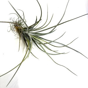 (i) `WA z(GNZ^ × '[N') (No.21921) (GA[vc eBWA ϗtA  Ǌ| CeA ~j ^ ^ ݂艺   seedling hybrid exserta × 'Luke' yc