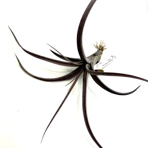 (i) `WA hDQVX bhtH[ (No.21914) (GA[vc ϗtA  Ǌ| CeA ~j ^ ^ ݂艺 durangensis red form)