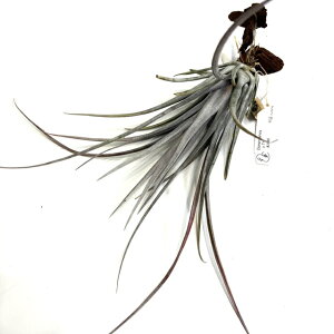 (i) `WA (h~QVX × ^C) (No.22279) (GA[vc eBWA ϗtA  Ǌ| CeA ~j ^ ^ ݂艺  domingensis Ty hybrid ycbnursery)