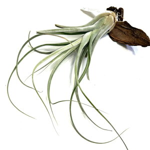 (i) `WA (tNXI[T on} × G[VAi) (No.22284) (GA[vc eBWA ϗtA  Ǌ| CeA ~j ^ ^ ݂艺  flexuosa Bahamas × ehlers