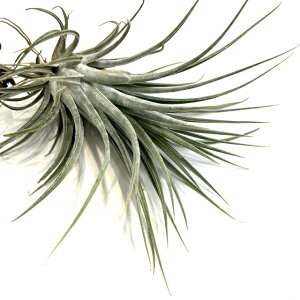 (i) `WA (eBYCgW[ × G[VAi) (No.22292) (GA[vc eBWA ϗtA  Ǌ| CeA ~j ^ ^ ݂艺  Timm's Royal Treas