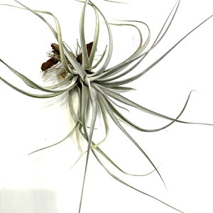 (i) `WA z(}OjXsJ × `AyVX WCAg) (No.21867) (GA[vc eBWA ϗtA  Ǌ| CeA ~j ^ ^ ݂艺   seedlin