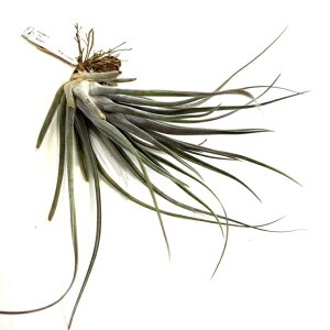 (i) `WA z(moL[ × '^C') (No.21840) (GA[vc eBWA ϗtA  Ǌ| CeA ~j ^ ^ ݂艺   seedling hybrid novakii × 'TY' ycbnursery