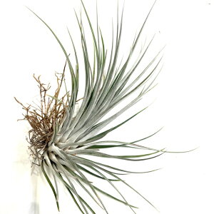 (i) `WA \VAX (No.21490) (GA[vc eBWA ϗtA  Ǌ| CeA ~j ^ ^ ݂艺  socialis)