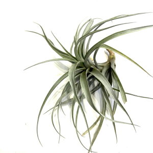 (i) `WA t@[VX (No.21666) (GA[vc eBWA ϗtA  Ǌ| CeA ~j ^ ݂艺  tA[VX huarazensis)