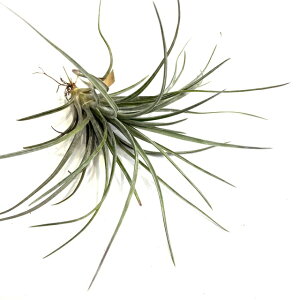 (i) `WA z(GNZ^ × 'WG') (No.21837) (GA[vc eBWA ϗtA  Ǌ| CeA ~j ^ ^ ݂艺   seedling hybrid exserta × 'Joel'