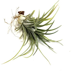 (i) `WA z(BC × CIi^ Arm) (No.21832) (GA[vc eBWA ϗtA  Ǌ| CeA ~j ^ ^ ݂艺   seedling hybrid BC × ionantha a