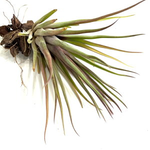 (i) `WA z(moL[ × 'V[^C' (Tropiflora)) (No.21829) (GA[vc eBWA ϗtA  Ǌ| CeA ~j ^ ^ ݂艺   seedling hybrid n