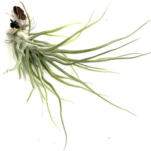 (i) `WA z('}htB^X' × 'p[tFNV') (No.21864) (GA[vc eBWA ϗtA  Ǌ| CeA ~j ^ ^ ݂艺   seedling hybr