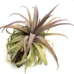 (i) `WA z(moL[ × XgvgtB bh) (No.21827) (GA[vc eBWA ϗtA  Ǌ| CeA ~j ^ ^ ݂艺   seedling hybrid 