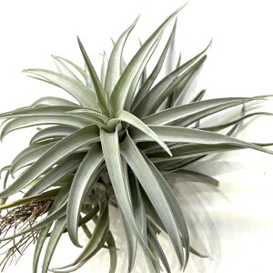 (i) `WA z (nV[ × LZOtBJ) (No.22260) (GA[vc eBWA ϗtA  Ǌ| CeA ~j ^ ^ ݂艺  hybrid harrisii × xerographica)