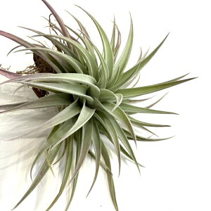 (i) `WA zWVX (No.22232) (GA[vc eBWA ϗtA  Ǌ| CeA ~j ^ ^ ݂艺  hondurensis)