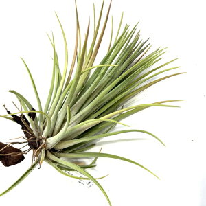 (i) `WA z(moL[ × CIi^ EA) (No.21828) (GA[vc eBWA ϗtA  Ǌ| CeA ~j ^ ^ ݂艺   seedling hybrid nov