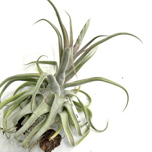 (i) `WA z(BC × (ZAi × XgvgtB)) (No.21866) (GA[vc eBWA ϗtA  Ǌ| CeA ~j ^ ^ ݂艺   seedling hybrid