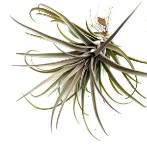 (i) `WA (J[[X WCAg × QGVX) (No.22286) (GA[vc eBWA ϗtA  Ǌ| CeA ~j ^ ^ ݂艺  Curly Slim Giant 