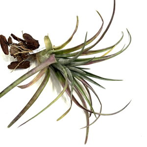 (i) `WA (q_G × XgvgtB bh 8262) (No.22289) (GA[vc eBWA ϗtA  Ǌ| CeA ~j ^ ^ ݂艺  hildae × streptophylla Red