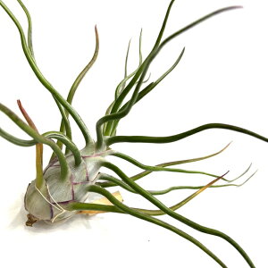 (i) `WA u{[T 't[NV[' (No.22230) (GA[vc eBWA ϗtA  Ǌ| CeA ~j ^ ݂艺  bulbosa 'Freak Show')