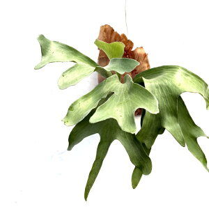 (i) rJNV_ q[ pi} (No.40916) (RE ϗtA  CeA ݂艺 Ǌ| ~j ^ ^  Platycerium hillii cv.Panama)