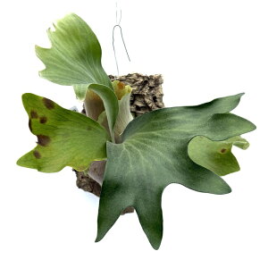 (i) rJNV_ q[ v~ L[K[f Eqc (No.41081) (RE ϗtA  CeA ݂艺 Ǌ| ~j ^ ^  hillii Platycerium hillii Pumila Kew Garden spore)