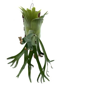 (i) rJNV_ 't[VL' TCc (No.40747) (RE ϗtA  CeA ݂艺 Ǌ| ~j ^ ^  Platycerium 'Foongsiqi' Nc)