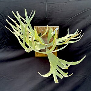 (i) rJNV_ EBL[ 'yh^c^' TCc (No.41079) (RE ϗtA  CeA ݂艺 Ǌ| ~j ^ ^  Platycerium willinckii 'Pedro Tatsuta' Nc)