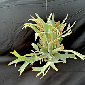 (i) rJNV_ 'GT' (No.40968) (RE ϗtA  CeA ݂艺 Ǌ| ~j ^  Platycerium peawchan Snow Queen F307 'Elsa')