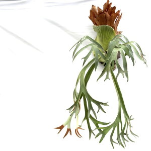 (i) rJNV_ q[ cv.I[`I X|A (pup) (No.40721) (RE ϗtA  CeA ݂艺 Ǌ| ~j ^ ^  Platycerium hillii cv.Aor Chao spore)