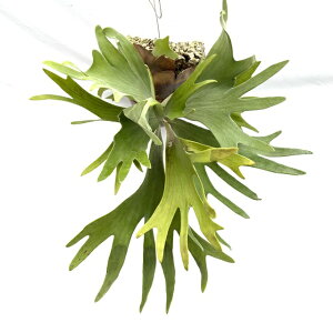 (i) rJNV_ s (No.40755) (RE ϗtA  CeA ݂艺 Ǌ| ~j ^ ^  Platycerium sp.)